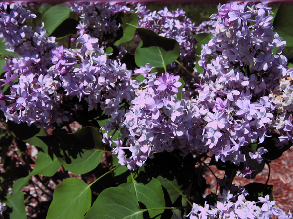 lilacs
